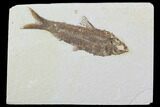 Detailed Fossil Fish (Knightia) - Wyoming #99409-1